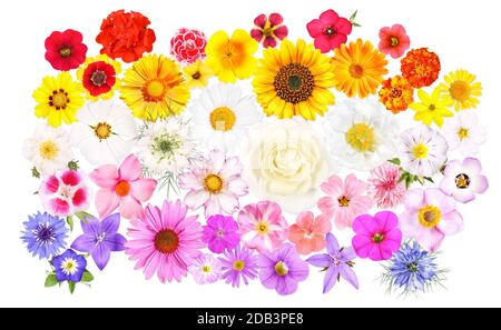 Verschiedene Blumen in schönen Farben, isoliert Stockfoto