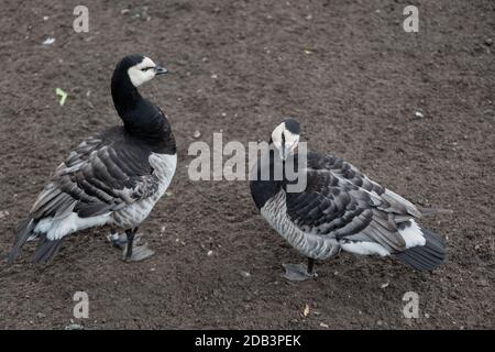 Barnakelgans (Branta leucopsis), Gattung Branta der Schwarzgänse, Familie: Anatidae Stockfoto
