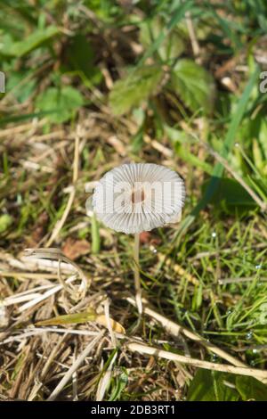 Plissee-Inkcap Coprinus plicatilis (Coprinaceae) wächst auf einem Naturschutzgebiet in der Landschaft von Herefordshire UK. Oktober 2020 Stockfoto