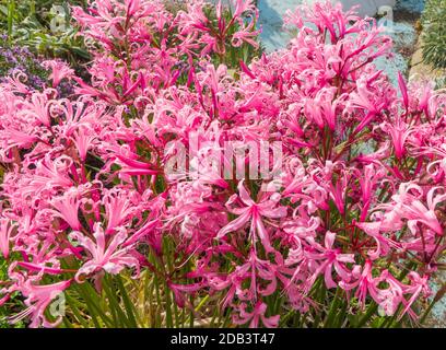 Bowdenlilie (Nerine bowdenii) Isle of Wight Großbritannien Oktober 2020 Stockfoto