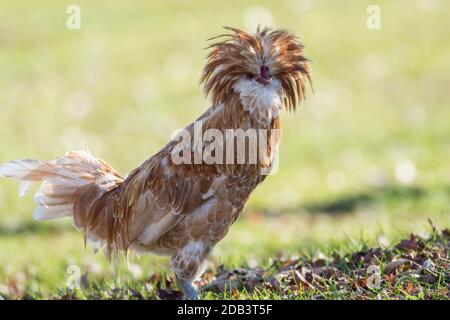 Tan Polish Chicken hat Feder Wappen Gefieder grün Hintergrund Kopie Platz Stockfoto