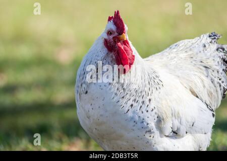 Weiße Leghorn Huhn Nahaufnahme grünen Hintergrund kopieren Raum Stockfoto