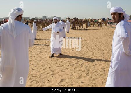 Vereinigte Arabische Emirate / Al Dhaid / vor dem Rennen wird das Kamel registriert. Stockfoto