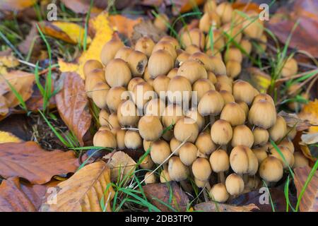 Gewöhnlicher Tintenfalter Coprinus atramentarius (Coprinaceae) wächst unter Blattmüll auf der Weide, Worcestershire UK. Oktober 2020 Stockfoto