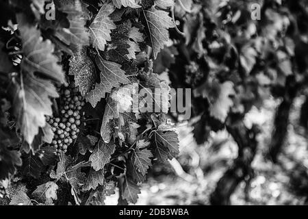 Bereich der Weinberge, Wein, Detail aus ökologischem Anbau, Wein und Trauben zu machen Stockfoto