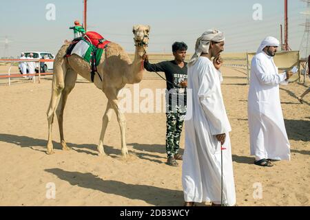 Vereinigte Arabische Emirate / Al Dhaid / vor dem Rennen wird das Kamel registriert. Stockfoto