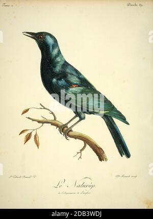 Der Kapstarling, der Rotschulter-Glanzstarling oder der Kaphochglanzstarling (Lamprotornis niens) ist eine Art des Starens in der Familie Sturnidae. Es findet sich im südlichen Afrika, wo es lebt in Wäldern, Buschveld und in Vororten aus dem Buch Histoire naturelle des oiseaux d'Afrique [Natural History of birds of Africa] Band 2, von Le Vaillant, François, 1753-1824; Publizieren in Paris von Chez J.J. Fuchs, Bibliothekar 1799 Stockfoto