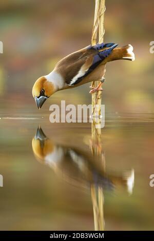 Männlicher Weißfink, coccothraustes coccothraustes, sich über Wasseroberfläche beugend und Schnabel ziehend, um Wasser zu trinken. Wildes Tier, das sich in Reflexion sieht Stockfoto