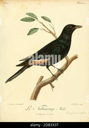 Nabouroup der blassflügelige Starling (Onychognathus nabouroup) ist eine Art von Starling aus der Familie Sturnidae. Es ist in Angola, Botswana, Namibia und Südafrika aus dem Buch Histoire naturelle des oiseaux d'Afrique [Natural History of birds of Africa] Band 2, von Le Vaillant, François, 1753-1824; Publizieren in Paris von Chez J.J. Fuchs, Bibliothekar 1799 Stockfoto