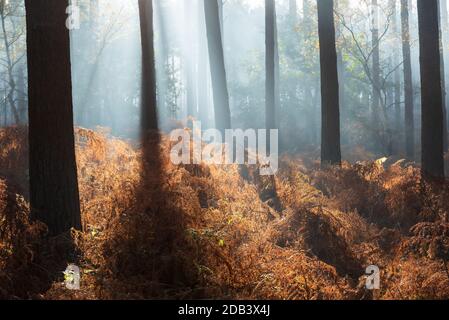 Hinterleuchtete Kiefernwälder mit rostigen Bracken am nebligen Morgen ii. Roudham, November 2020 Stockfoto