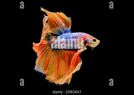 Blaue Und Gelbe Halfmoon Betta Splendens Oder Siamesische Kampffische Auf Schwarzem Hintergrund Isoliert Enthalten Schneidepfad Plakat Thailand Stockfotografie Alamy