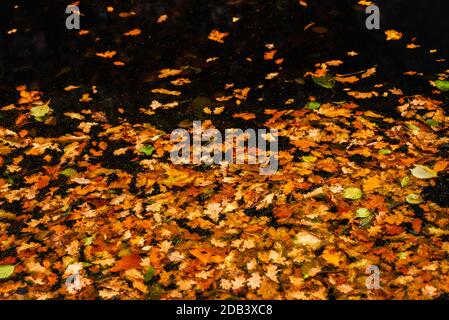 Auf Wasser schwimmende Blätter aus gefallener Eiche. Fairhaven, November 2020 Stockfoto