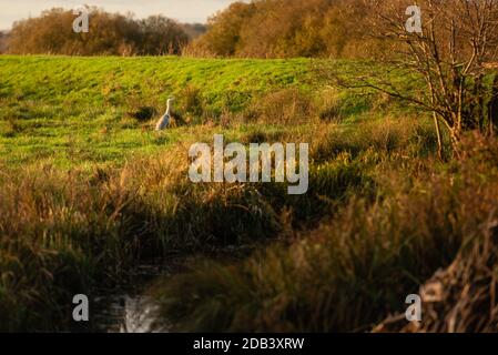 Ardea cinerea. Graureiher steht bei Strumshaw Fen. Strumpshaw Fen, November 2020 Stockfoto