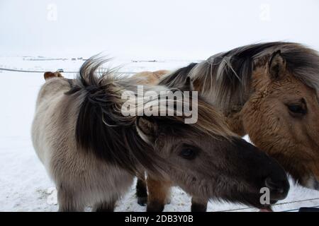 Isländisches Pony im Schnee, Nahaufnahme Stockfoto