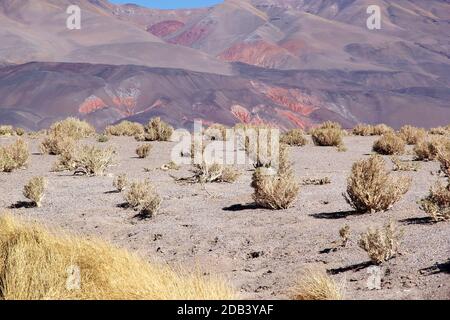 Landschaft am Geyser Ojos del Campo am Salar von Antofalla an der Puna de Atacama, Argentinien. Antofalla liegt in der Antofagasta de La Sierra dep Stockfoto