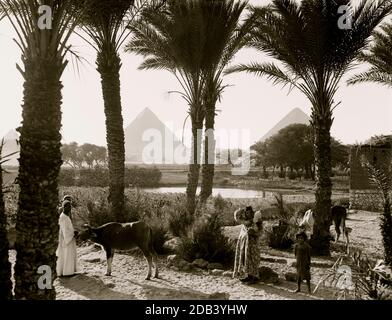 Arten und Landwirtschaft. Maisfelder & Palmenhaine, Pyramiden durch Palmen gesehen. Stockfoto