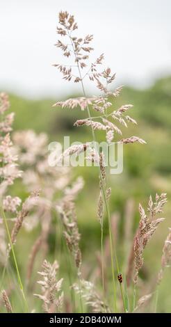 Ein einzelner isolierter ein Froghopper auf Stiel Stängel von in Samtfeld Wiese weichen Yorkshire Nebel Gras Stockfoto