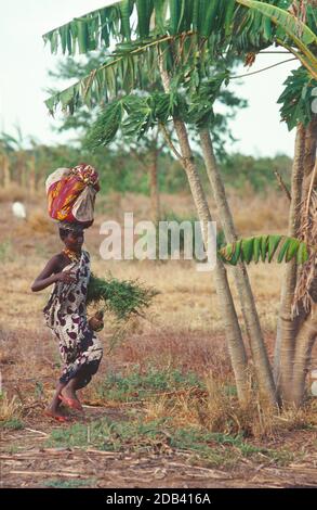 Junge Frau aus dem Stamm der Orma, die vom Markt in ihr Dorf zurückkehrt, mit einem Behälter mit Lebensmitteln, die auf ihrem Kopf ausgeglichen sind. Tana River County, Kenia Stockfoto