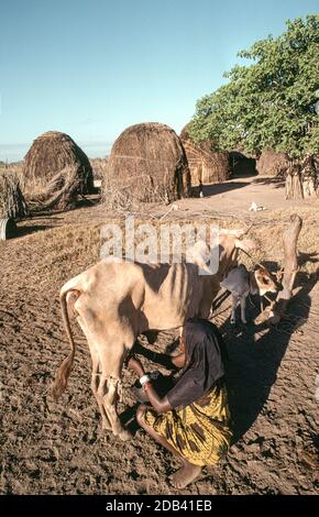 Frau aus dem halbnomadischen Orma-Stamm melkt am frühen Morgen in ihrem Dorf, Tana River County, Kenia, eine Kuh Stockfoto