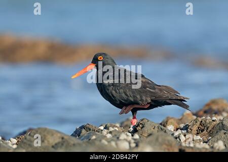 Ein seltener afrikanischer schwarzer Austerncatcher (Haematopus moquini) auf Küstenfelsen, Südafrika Stockfoto