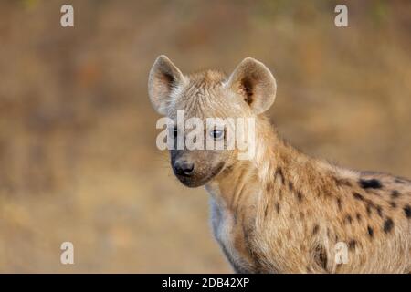 Porträt einer jungen gepunkteten Hyäne (Crocuta Crocuta), Kruger National Park, Südafrika Stockfoto