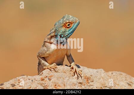 Porträt eines gemahlenen Agama (Agama aculeata) auf einem Felsen, Südafrika Stockfoto