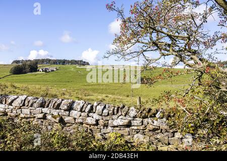 Vercovicium Roman Fort und Museum in Housesteads an Hadrians Wall in der Nähe von Bardon Mill, Northumberland Großbritannien Stockfoto