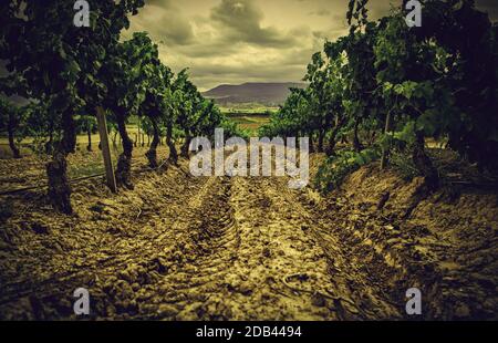 Bereich der Weinberge, Wein, Detail aus ökologischem Anbau, Wein und Trauben zu machen Stockfoto