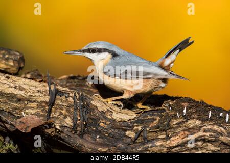 Nuthatch auf einem alten faulen Baumstamm Stockfoto