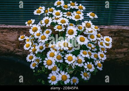 Weiße Gänseblümchen im Garten. Eine mehrjährige krautige Pflanze mit kurzen kriechenden Rhizomen und Rosetten aus kleinen abgerundeten Blättern. Stockfoto