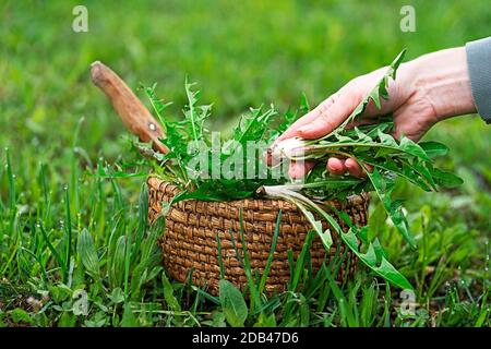 Löwenzahn im Korb. Gepflückte frische Löwenzahn im Garten Stockfoto