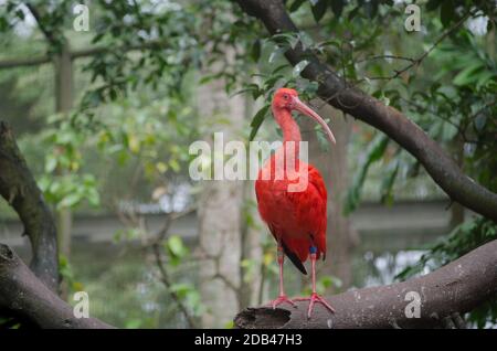 Scharlachrote Ibisse auf einem Ast in einem Zoo Stockfoto