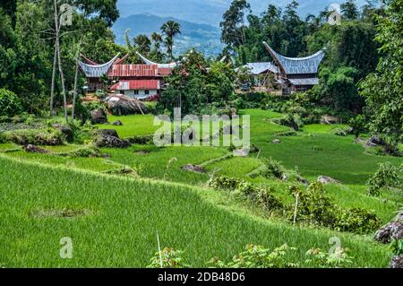 Reisfelder und Dorf in Batutumonga, Tana Toraja, Süd-Sulawesi, Indonesien Stockfoto