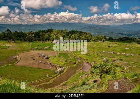 Reisfelder und Dorf in Batutumonga, Tana Toraja, Süd-Sulawesi, Indonesien Stockfoto