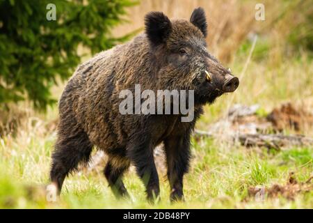 Dominantes Wildschwein, Sus scrofa, Männchen schnüffeln mit massiver Schnauze mit weißen Stoßzähnen auf der Wiese. Majestätisches wildes Säugetier, das im Frühling von sid auf Gras steht Stockfoto