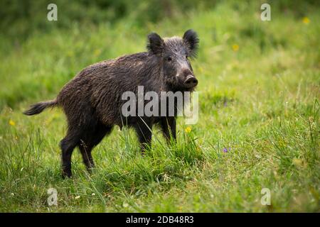 Wachsames Wildschwein, sus scrofa, lauschend auf grüner Wiese mit hochhaltendem Schwanz. Aufmerksames Tier, das im Gras von der Seite aus schaut. Fauna steht in ländlichen Stockfoto