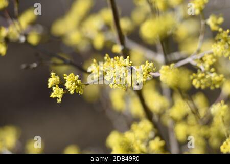 Blüten der Kornelkirsche, in Österreich auch Dirndlstrauch genannt - die Blütezeit dieses Strauchs liegt im März/April, in der Regel noch vor de Stockfoto