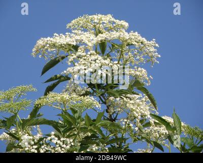 Holunderblüten im Frühling - die bekannteste Holunderart ist der Schwarze Holunder, der im heutigen Sprachgebrauch meistgekürt als „Holunder“, in N Stockfoto