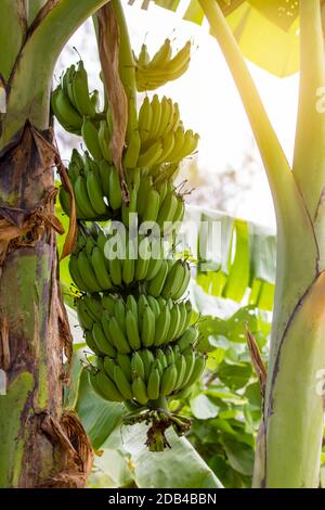 Bananenbünde, die auf einem Baum wachsen. Stockfoto