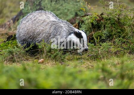 Der Europäische Dachs (Meles meles), auch Eurasischer Dachs genannt, befindet sich im Wald Stockfoto