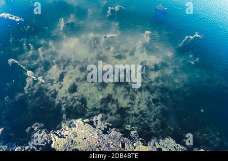 Tiefblaues Meer Meeresboden Hintergründe. Abstrakte Muster Textur und Farbe. Wasserorganismen Sea Life Hintergrund. Natürliche Tapeten Designelemente. Stockfoto