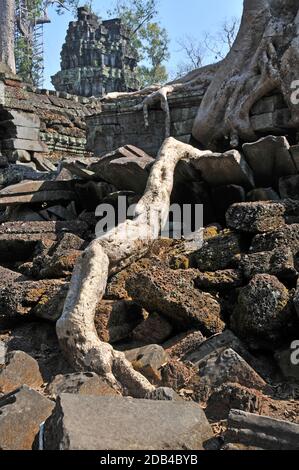 Baumroten überwuchert der Tempelanlage von Ta Prohm, Angkor, Cambogia Stockfoto