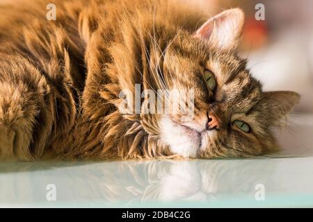 Liebenswert langhaarige Katze mit braunen Haaren, sibirische Rasse Stockfoto
