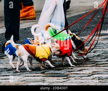 Mann mit einer großen Gruppe von Chihuahuas in Madrid, Spanien Stockfoto