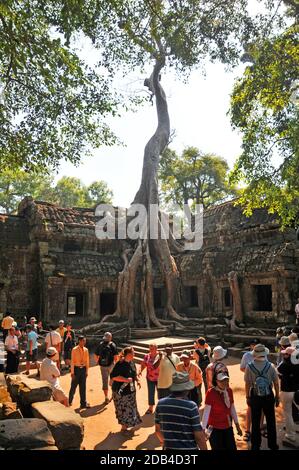 Baumroten überwuchert der Tempelanlage von Ta Prohm, Angkor, Cambogia Stockfoto