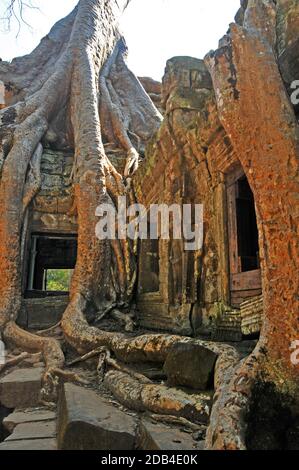 Baumroten überwuchert der Tempelanlage von Ta Prohm, Angkor, Cambogia Stockfoto