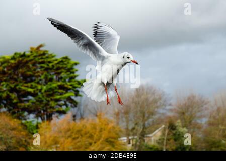 Schwarzkopfmöwe (Chroicocephalus ridibundus) mit Flügeln im Winter in Großbritannien. Möwe im Flug. Stockfoto