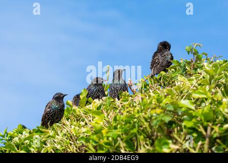 Kleine Herde gewöhnlicher Stare (Sturnus vulgaris) auf einem Busch im Sommer in England, Großbritannien. Stockfoto