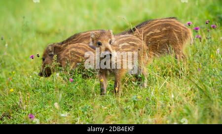 Gruppe von niedlichen Wildschweinen, sus scrofa, Ferkel mit braunen Streifen auf grüner Wiese im Frühjahr. Kleine junge Tiere allein im Gras aus der niedrigen Winkel Ansicht. Sie Stockfoto