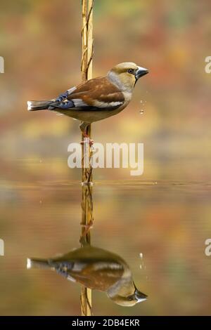 Eleganter weiblicher Weißfink, Coccothraustes Coccothraustes, trinkt Wasser mit Tröpfchen fallen vom Schnabel. Spiegelung eines Gartenvogels über dem Teich im Herbst Stockfoto